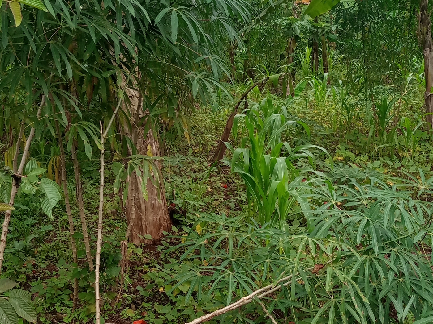 Agricultural Land for sale in Kagumba Kamuli