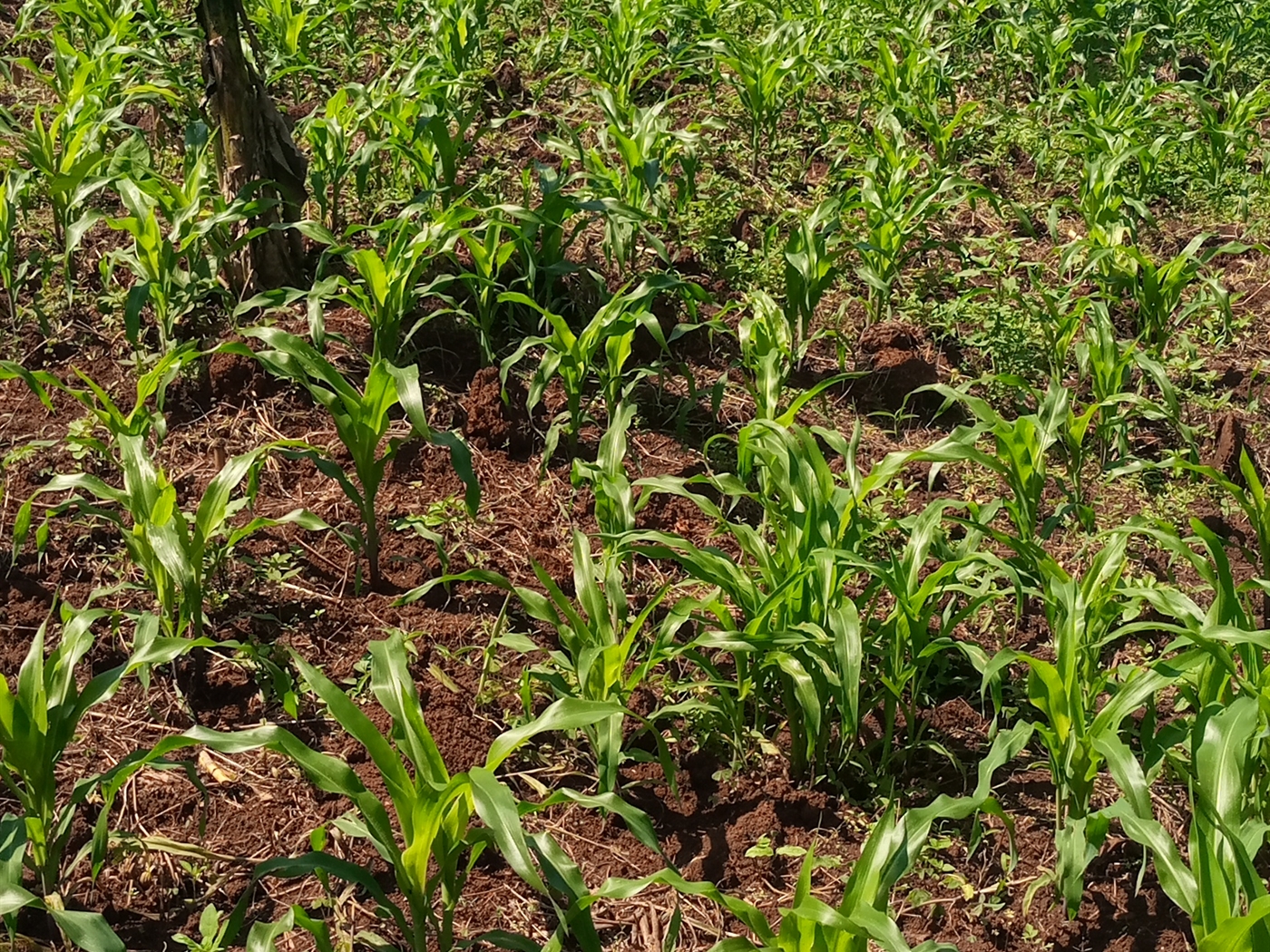 Agricultural Land for sale in Kagumba Kamuli