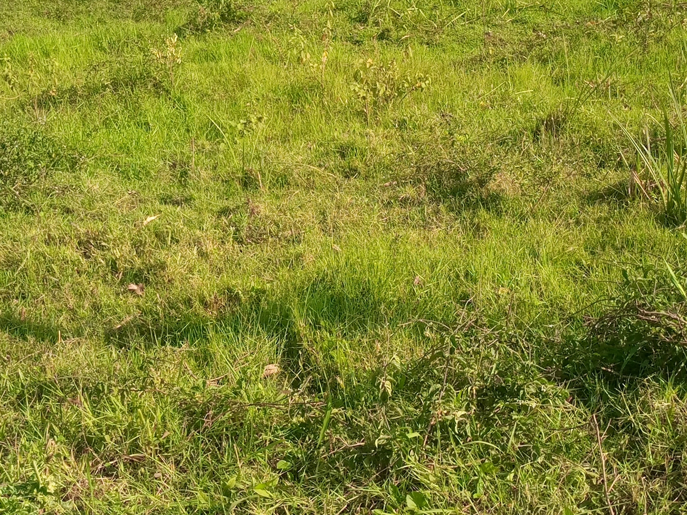 Residential Land for sale in Buwaate Wakiso