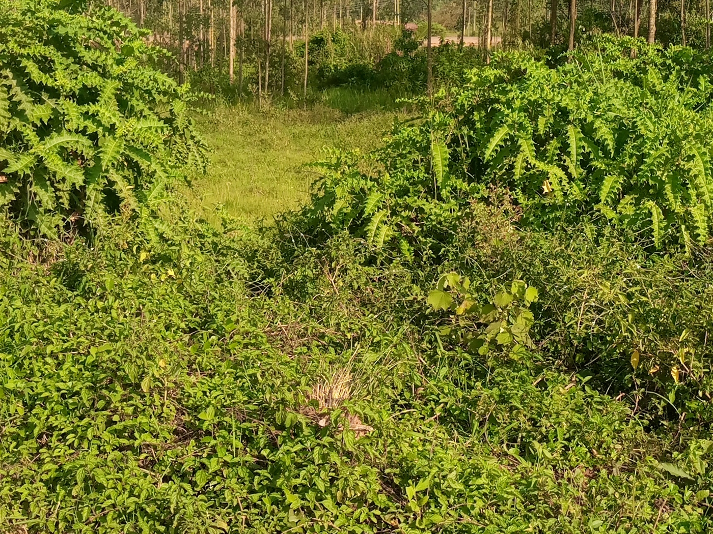 Residential Land for sale in Buwaate Wakiso