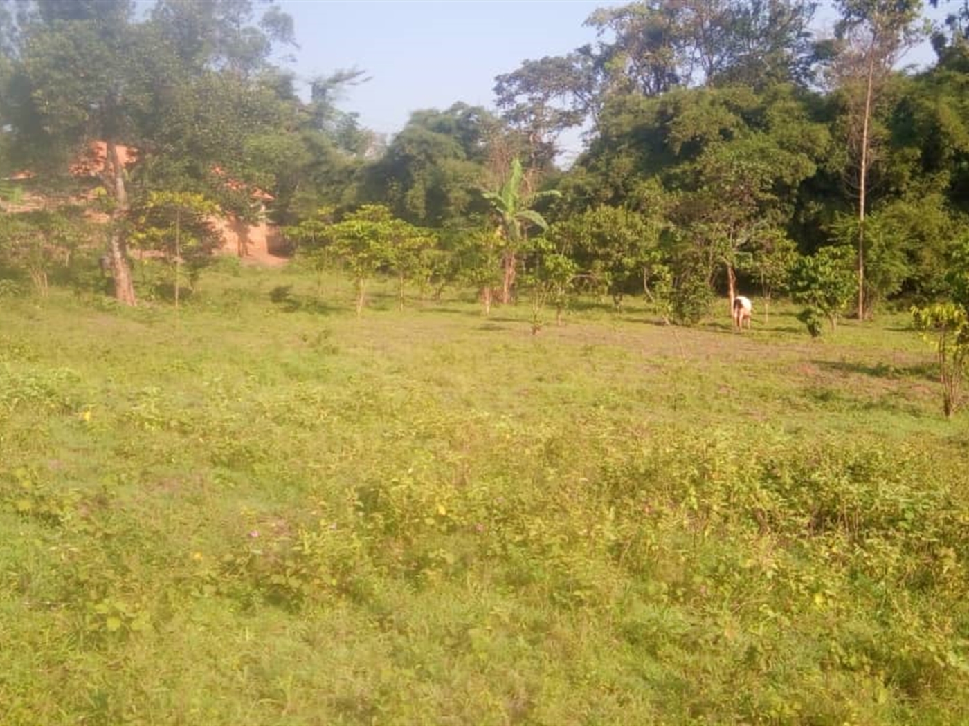 Commercial Land for sale in Kigoggwa Wakiso