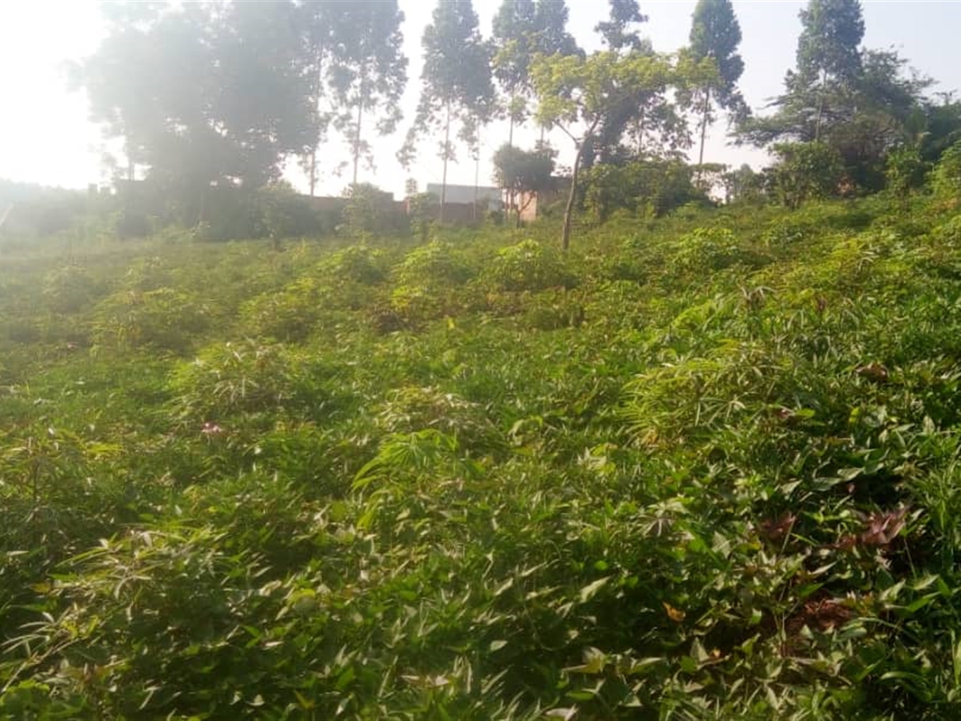 Commercial Land for sale in Kigoggwa Wakiso