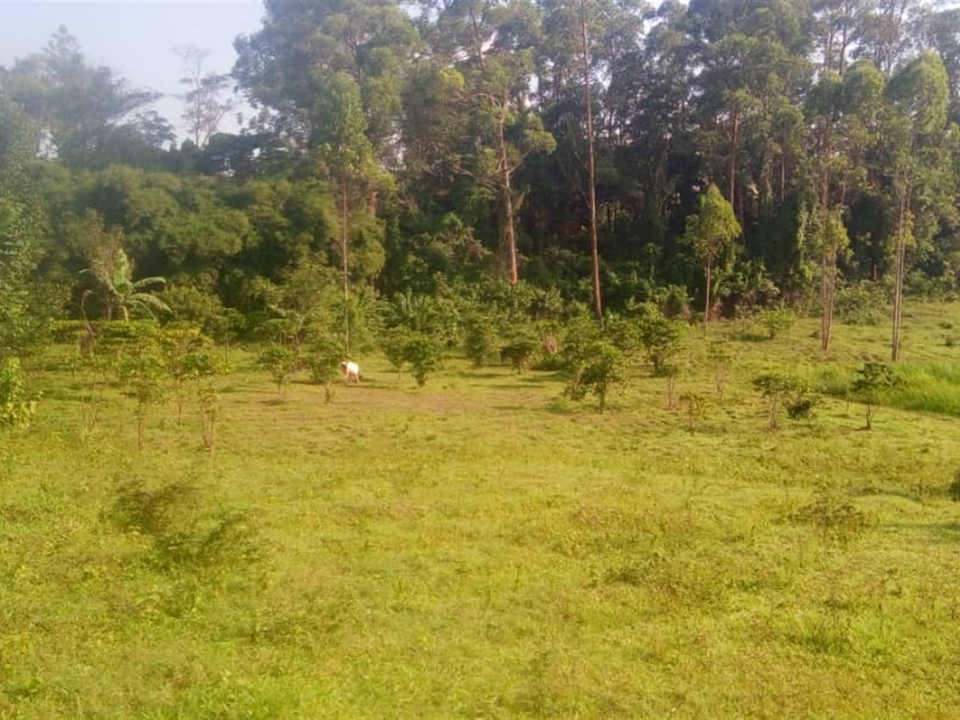 Commercial Land for sale in Kigoggwa Wakiso