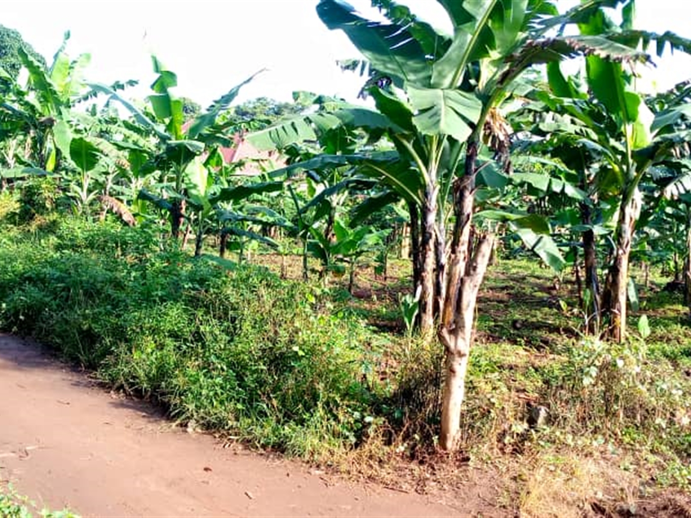 Agricultural Land for sale in Ziloobwe Luweero