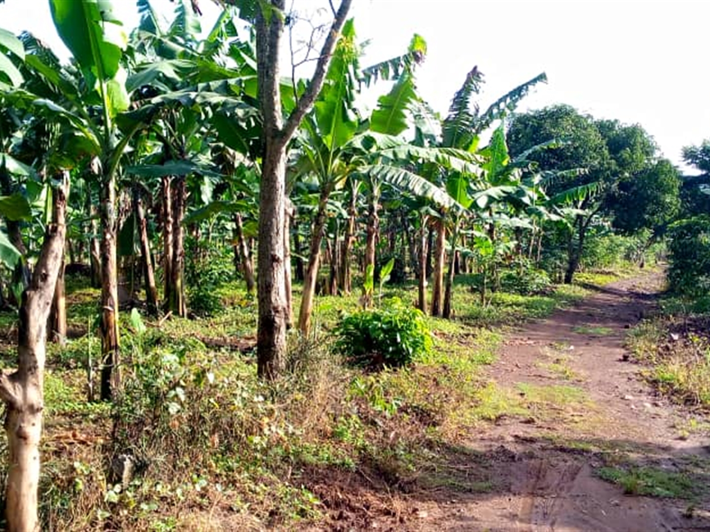 Agricultural Land for sale in Ziloobwe Luweero