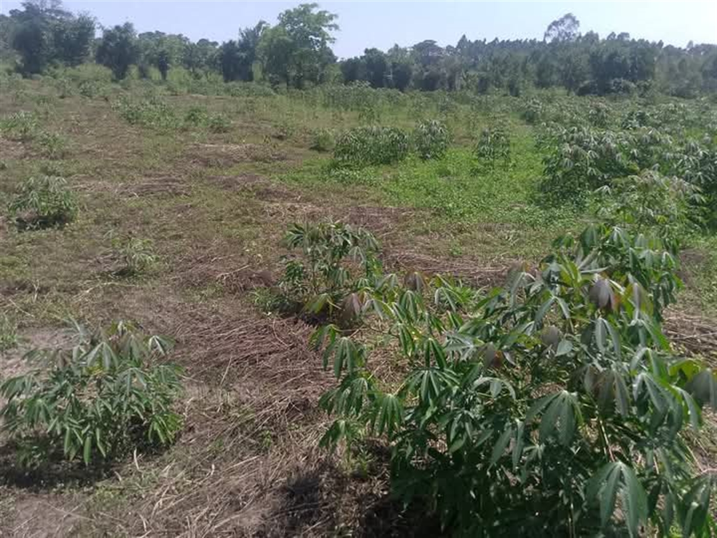 Residential Land for sale in Kitukutwe Wakiso