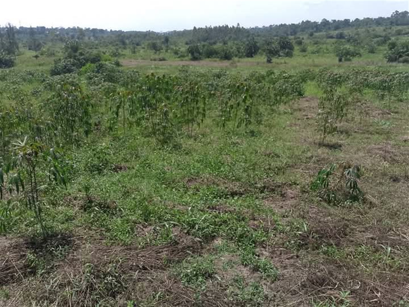 Residential Land for sale in Kitukutwe Wakiso