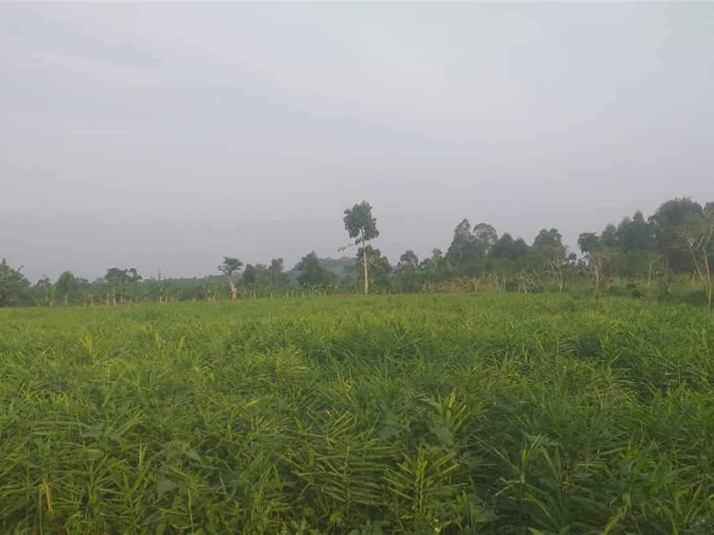 Agricultural Land for sale in Kamengo Mpigi