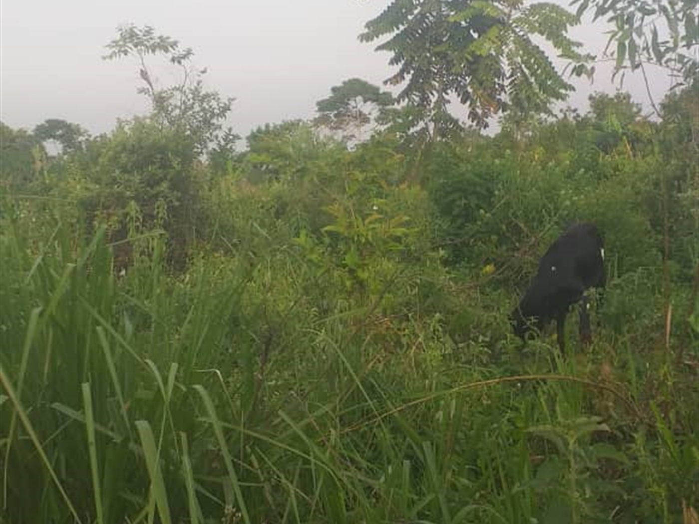 Agricultural Land for sale in Kamengo Mpigi