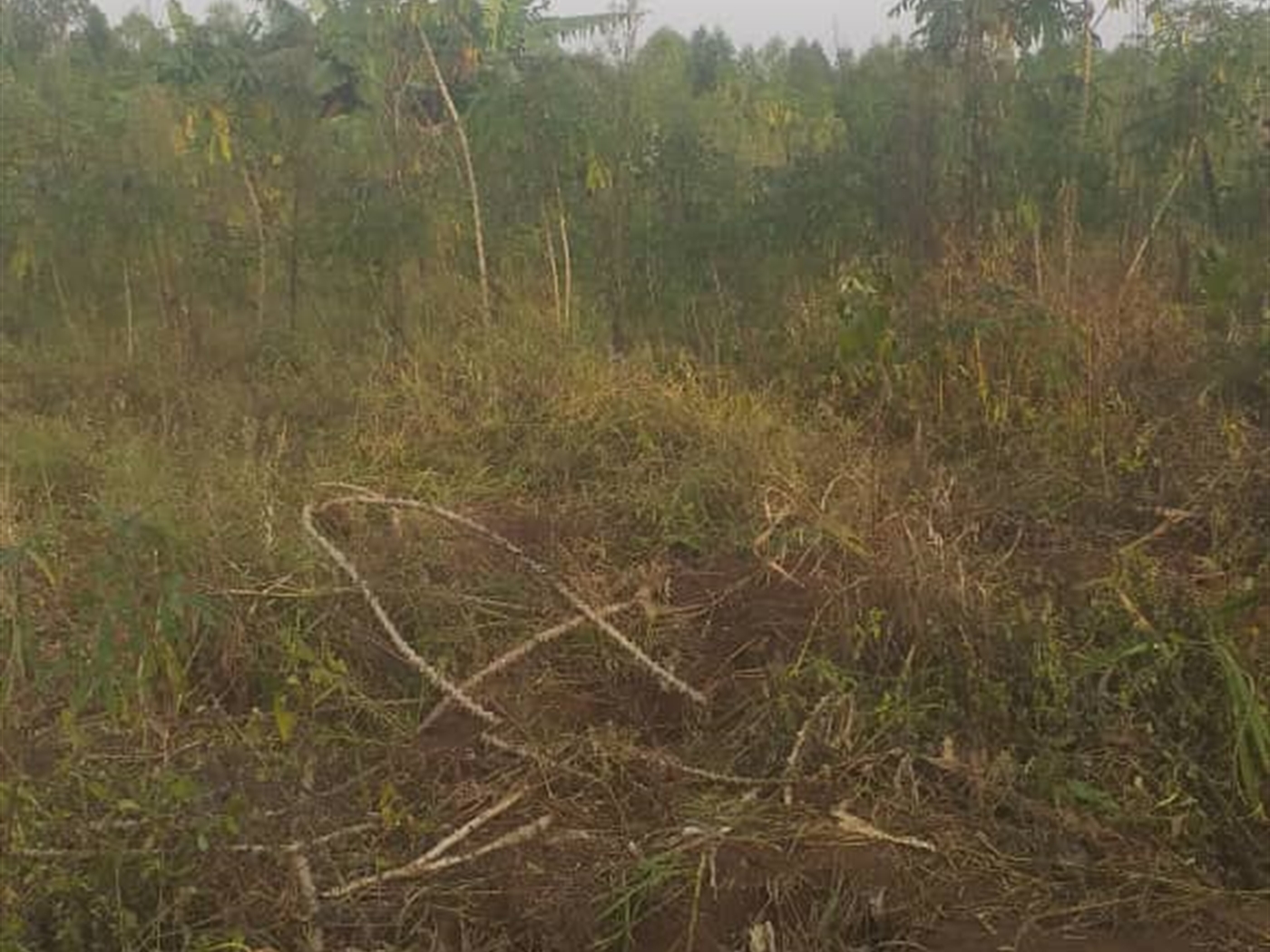 Agricultural Land for sale in Kamengo Mpigi