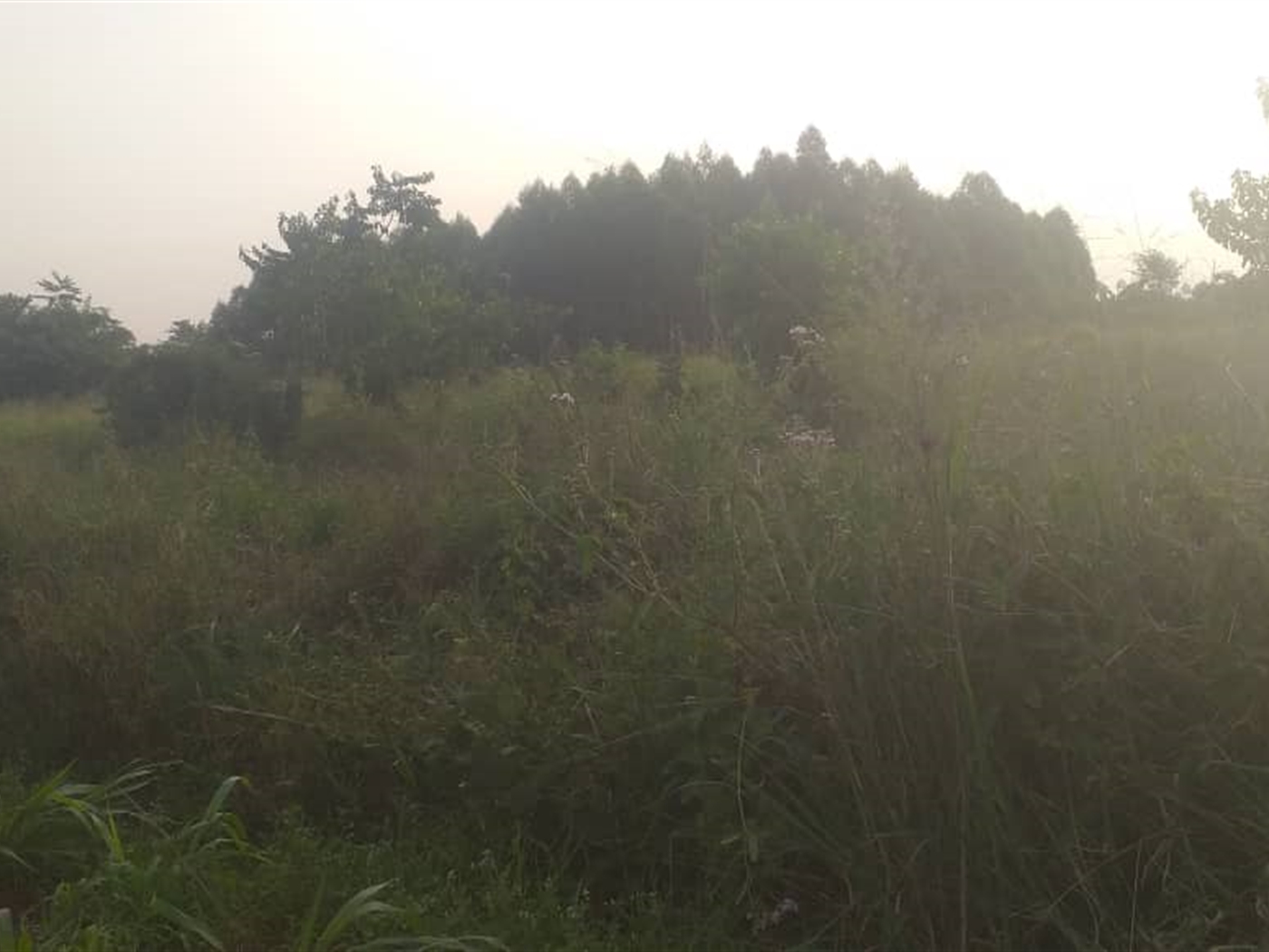 Agricultural Land for sale in Kamengo Mpigi