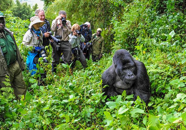 5Days Wildlife and Gorilla tracking safari