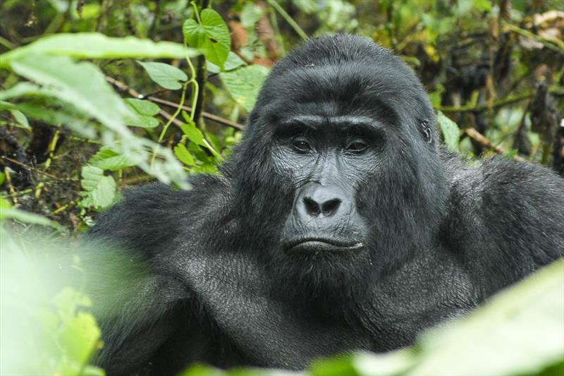 7 Days Primates and Wildlife in Uganda*