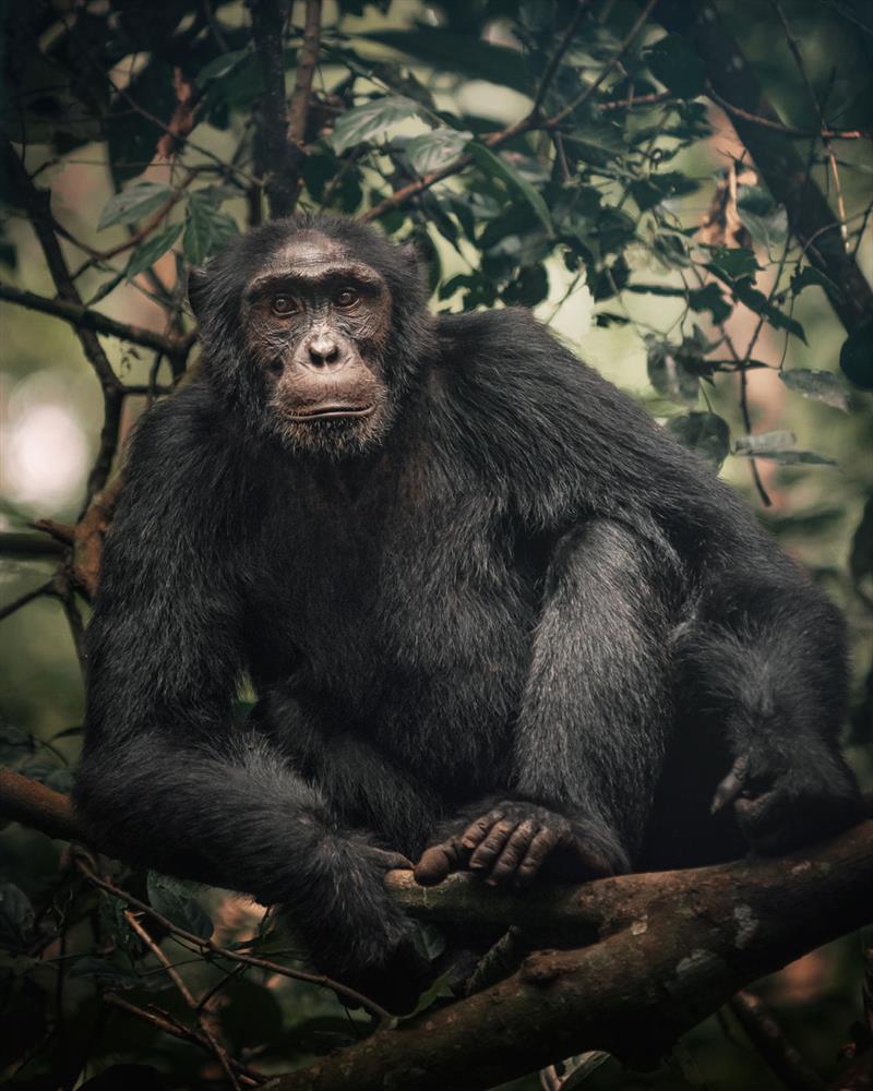 Chimpanzee Trekking in Uganda*