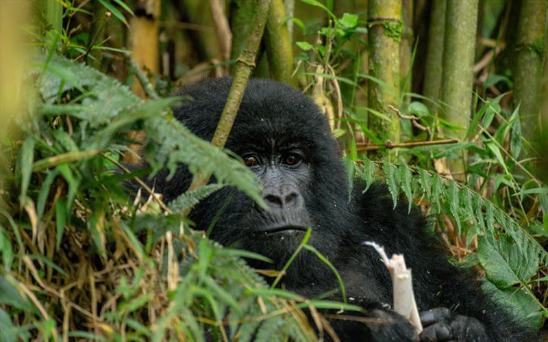 Gorilla trekking in Uganda*