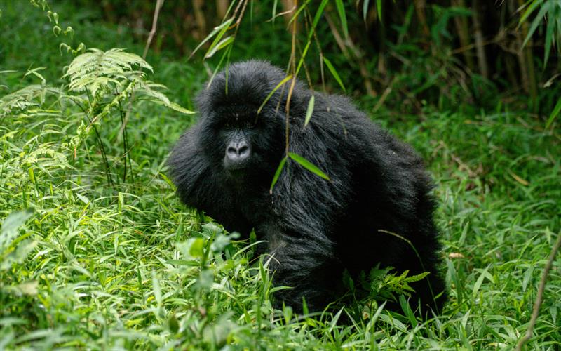 4 days Gorillas and wildlife tour in Uganda*