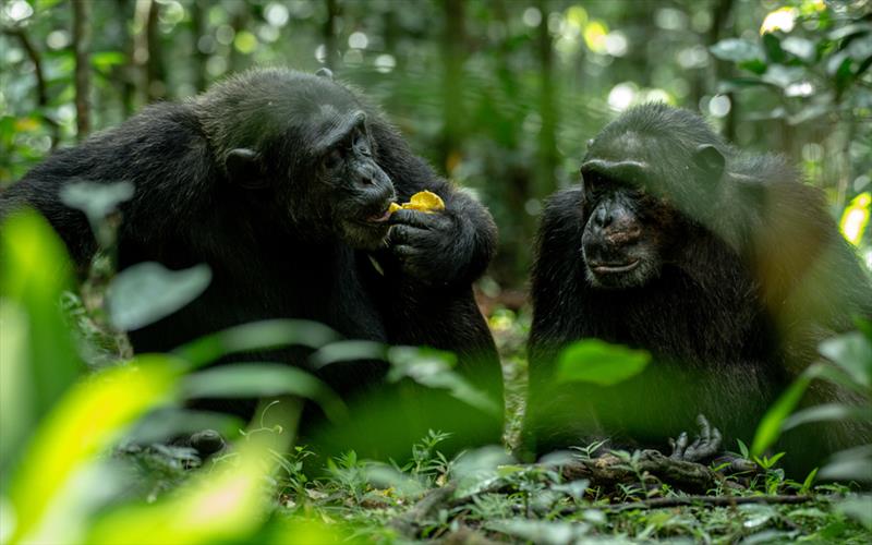 16 Days Uganda double gorilla trek and wildlife safari*