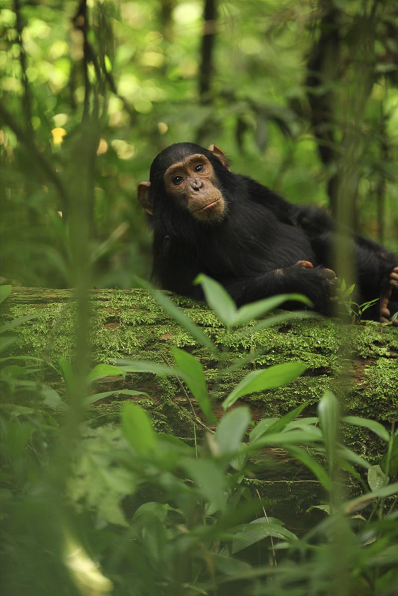 Ngamba Island Chimpanzee Sanctuary*