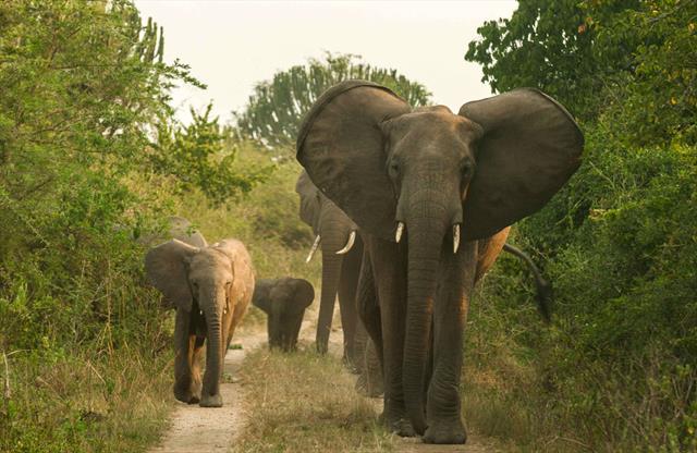 Queen Elizabeth National Park