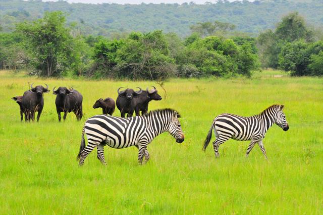 3 Days Lake Mburo National Park