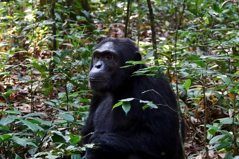 Chimpanzee trekking in Kibale forest